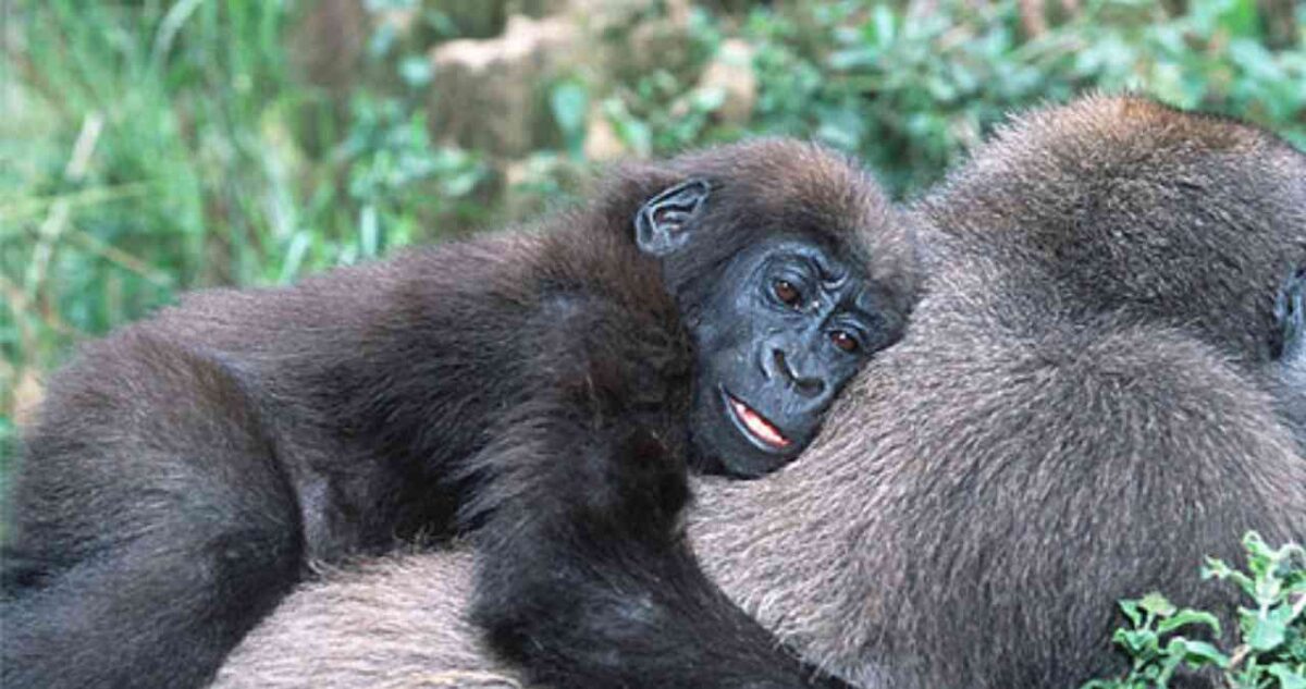 Ten Best Places To See Gorillas In Africa