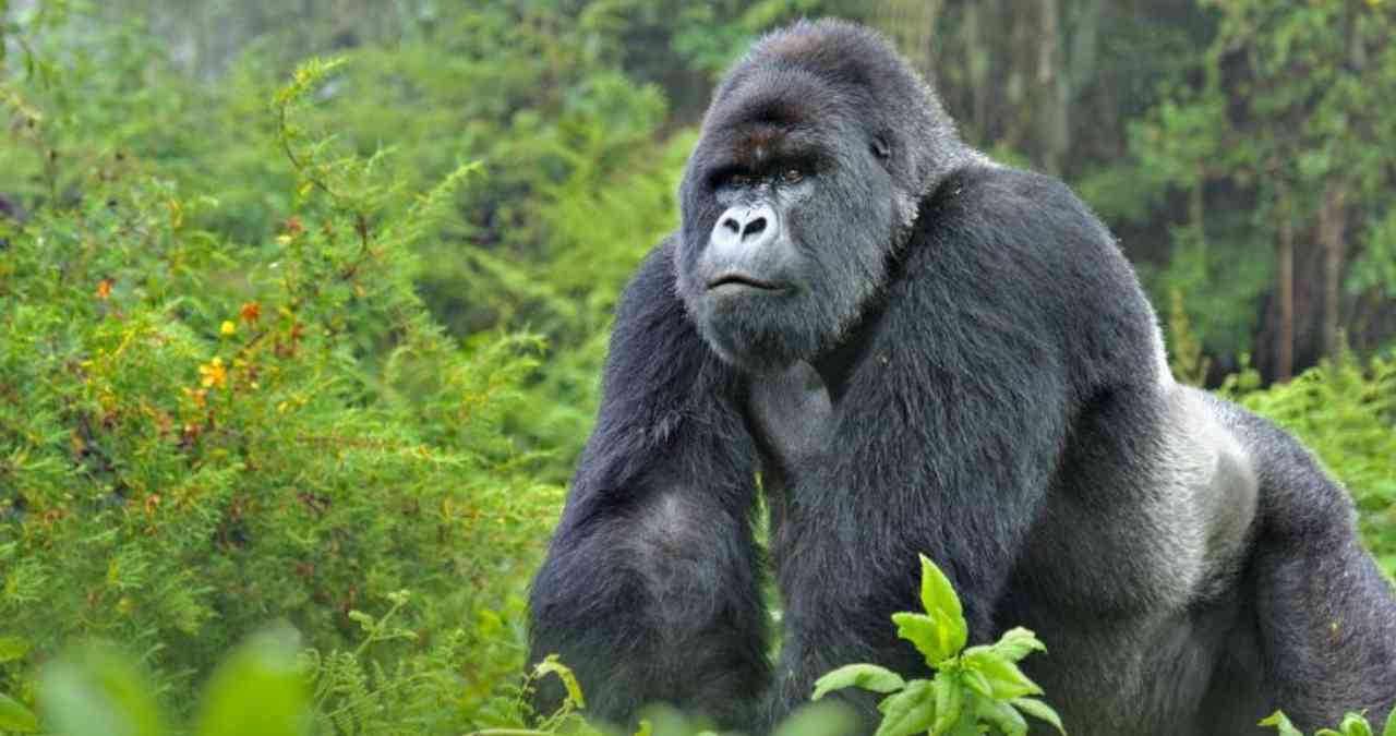 Ten Best Places To See Gorillas In Africa