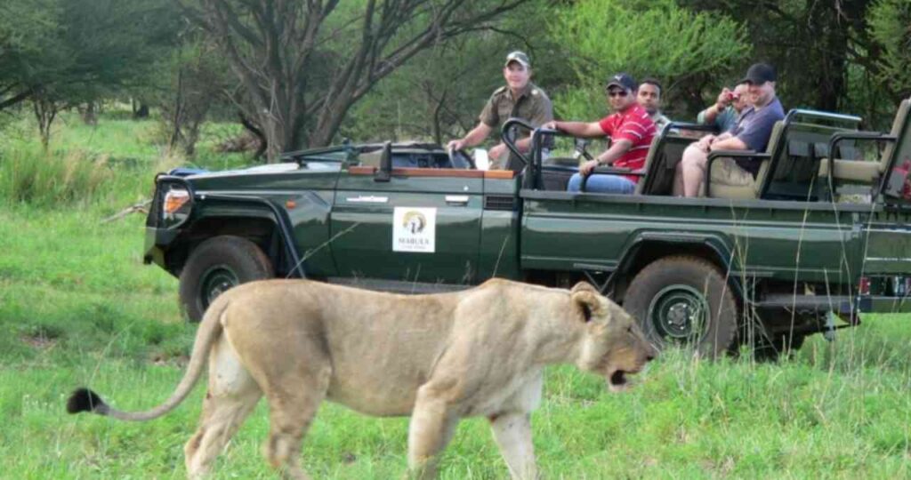 Top 11 Safaris And Game reserves near Johannesburg 2023