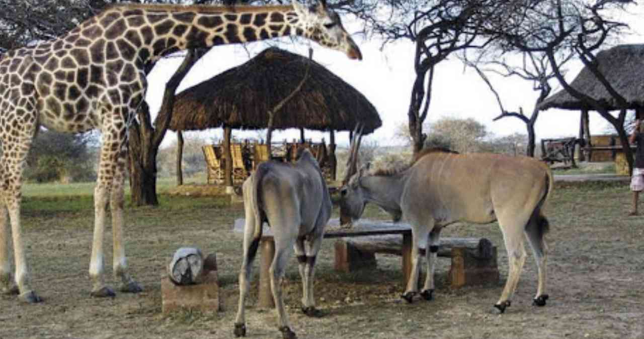 11 Best Safari Parks and Game Reserves Near Mombasa