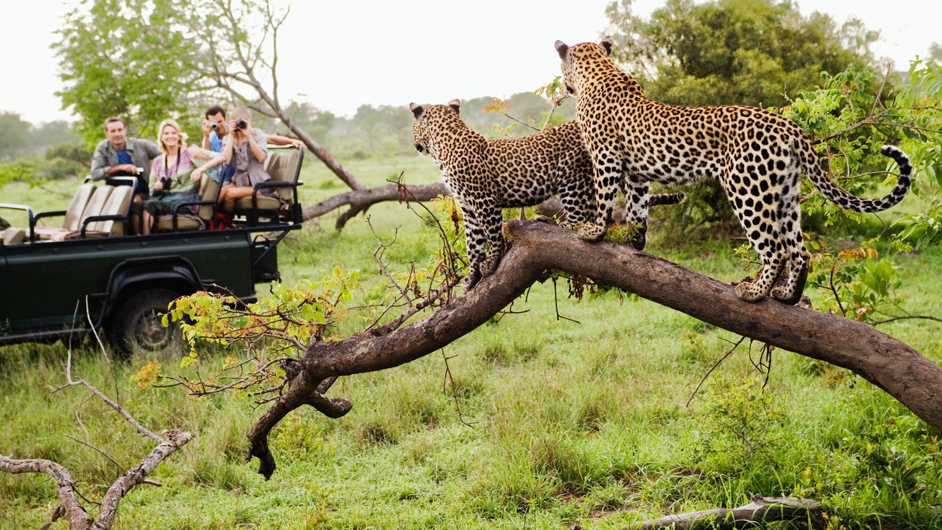 safari south africa package