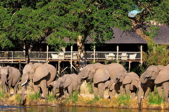 Sabi Sabi Bush Lodge Safari