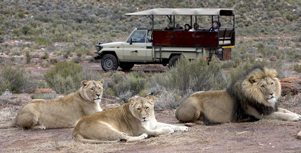 safari tour aquila.jpg